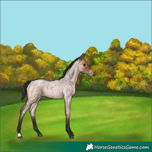 Horse Color:Bay Roan Appaloosa 