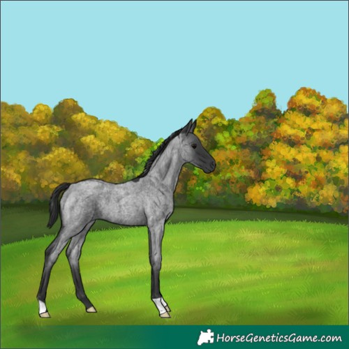 Horse Color:Blue Roan 