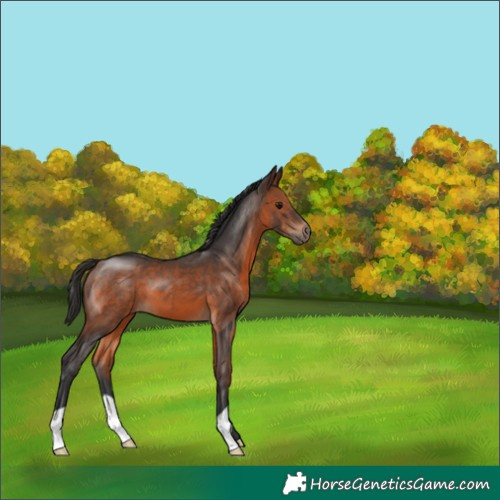 Horse Color:Brown 