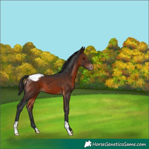 Horse Color:Brown Appaloosa