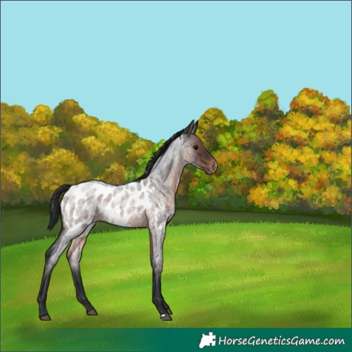Horse Color:Brown Roan Appaloosa 