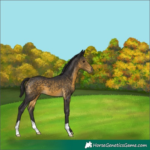 Horse Color:Buckskin 