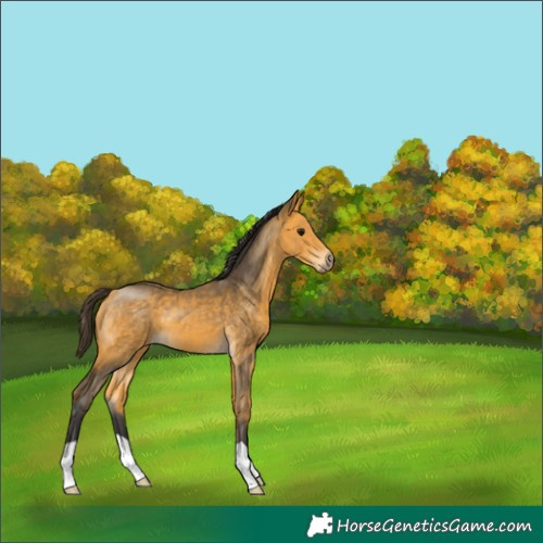 Horse Color:Buckskin