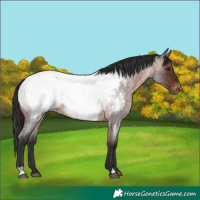 Horse Color:Brown Roan Near Fewspot