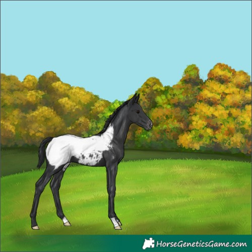 Horse Color:Black Near Fewspot 