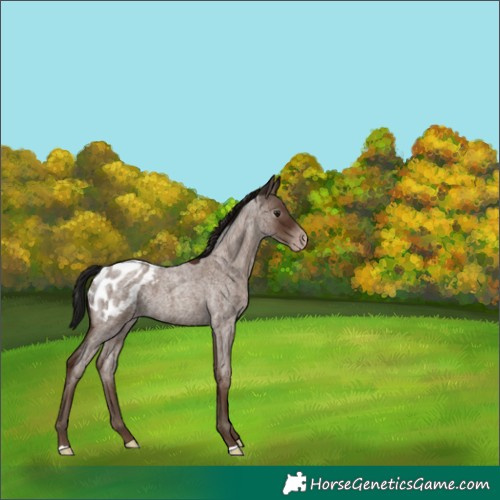 Horse Color:Gray Classic Champagne Roan Appaloosa 