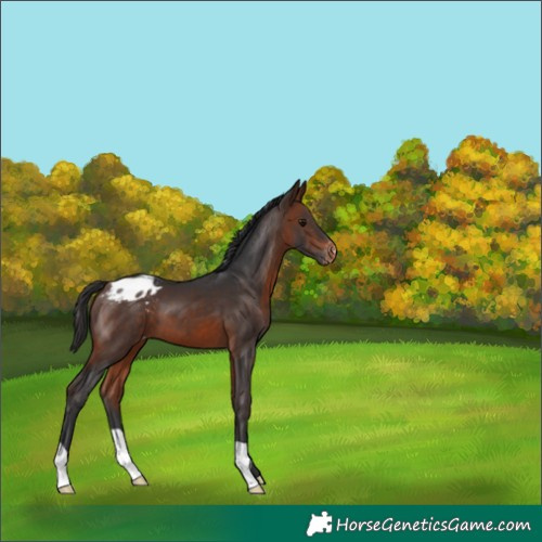 Horse Color:Bay Blanket 