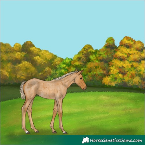 Horse Color:Palomino Roan 