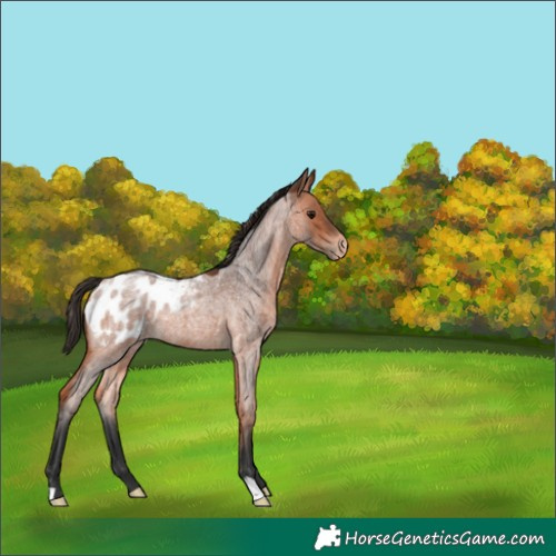 Horse Color:Bay Roan Appaloosa 