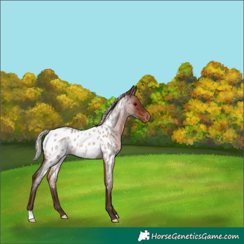 Horse Color:Silver Brown Roan Appaloosa 