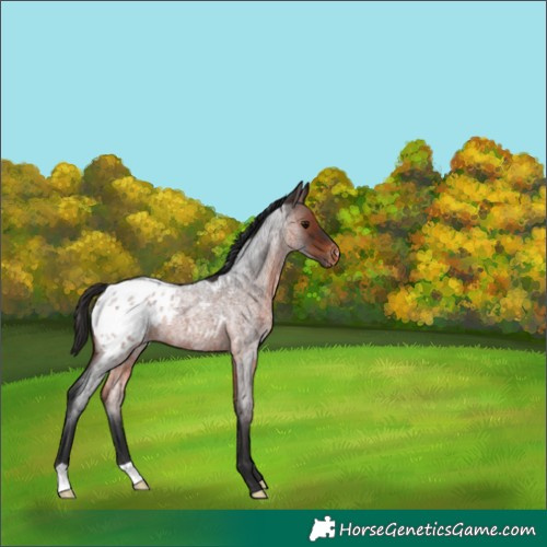 Horse Color:Brown Roan Appaloosa