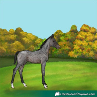 Horse Color:Brown Roan Appaloosa
