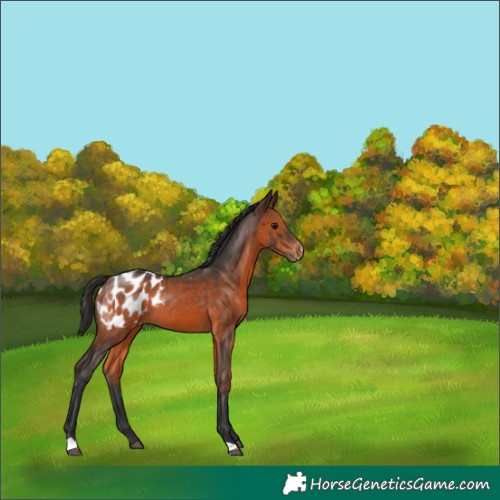 Horse Color:Brown Blanket 
