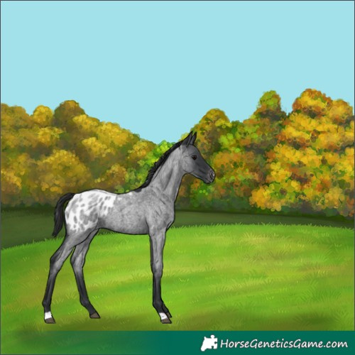 Horse Color:Blue Roan Appaloosa 