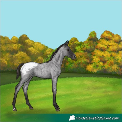 Horse Color:Smoky Blue Roan Appaloosa 