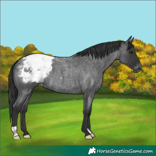 Horse Color:Blue Roan Varnish 