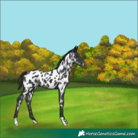 Horse Color:Black Appaloosa