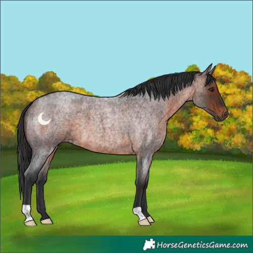 Horse Color:Brown Roan 