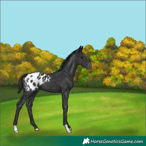 Horse Color:Black Appaloosa 