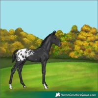 Horse Color:Black Appaloosa 