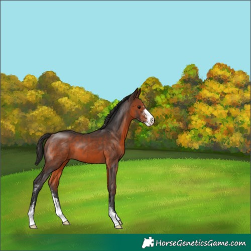 Horse Color:Brown Sabino 