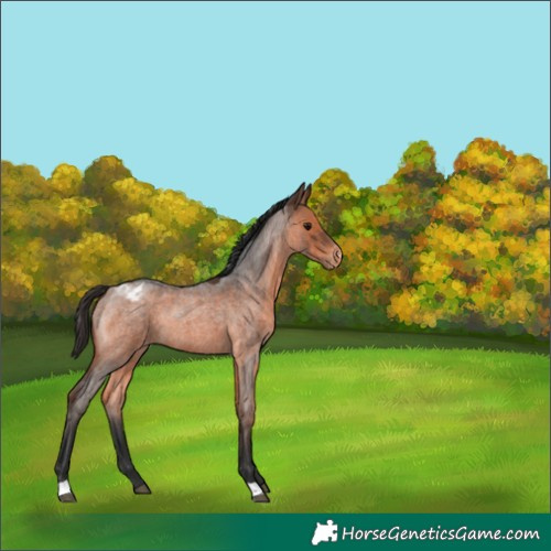 Horse Color:Brown Roan Appaloosa 