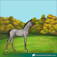 Horse Color:Liver Red Roan Appaloosa 