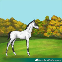Horse Color:Black Fewspot 