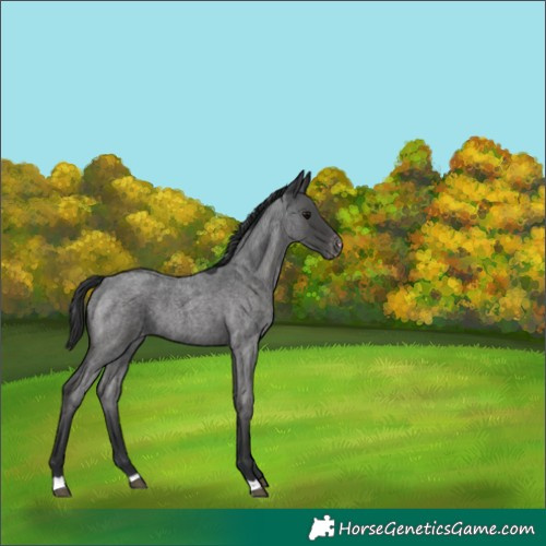 Horse Color:Blue Roan Appaloosa 
