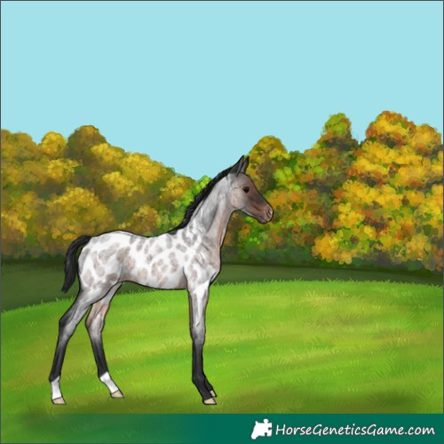 Horse Color:Brown Roan Near Leopard