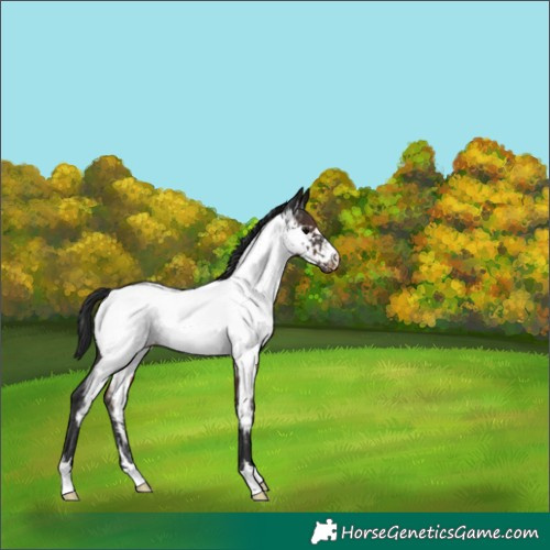 Horse Color:Brown Appaloosa