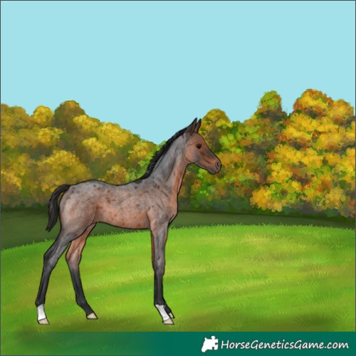 Horse Color:Brown Roan