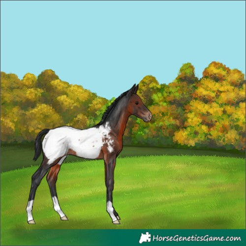 Horse Color:Brown Appaloosa
