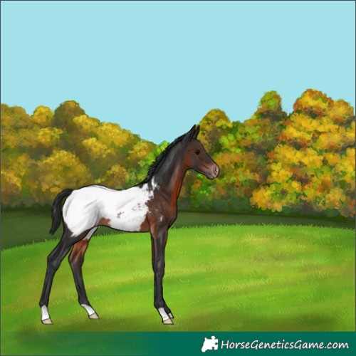 Horse Color:Brown Snowcap 
