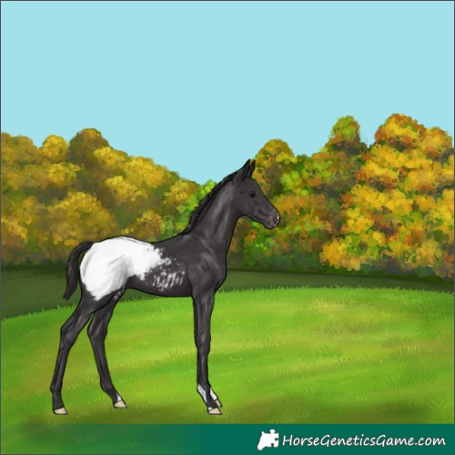 Horse Color:Smoky Black Appaloosa 