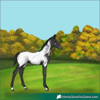 Horse Color:Black Appaloosa