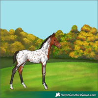 Horse Color:Bay Appaloosa 