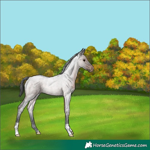 Horse Color:Brown Roan Appaloosa