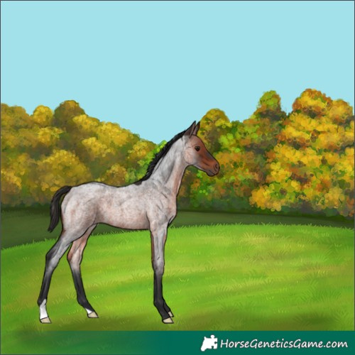 Horse Color:Bay Roan