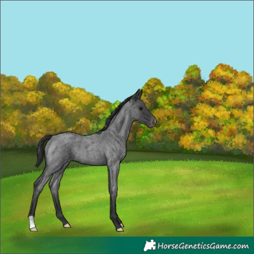 Horse Color:Blue Roan Appaloosa