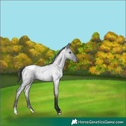 Horse Color:Blue Roan Appaloosa