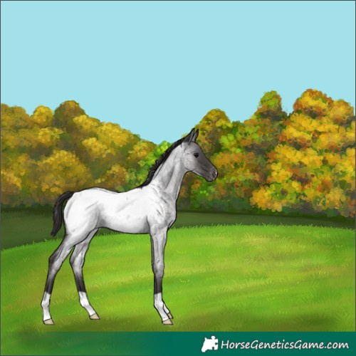 Horse Color:Smoky Blue Roan Appaloosa