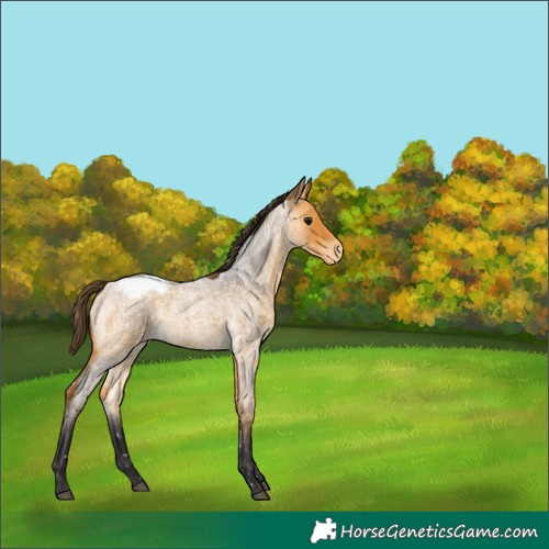Horse Color:Buckskin Roan Appaloosa 