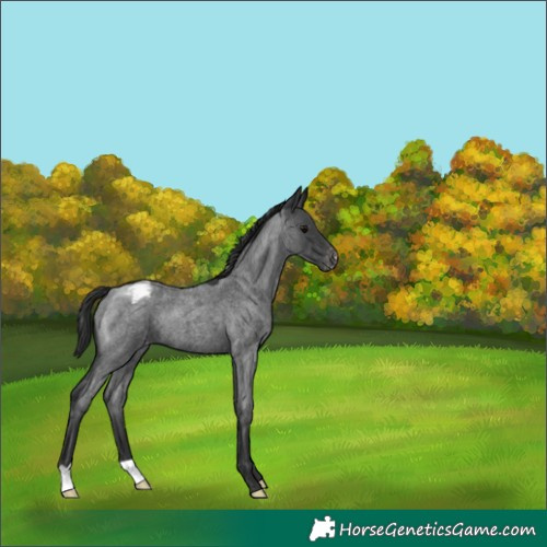 Horse Color:Blue Roan Appaloosa 