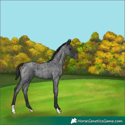 Horse Color:Blue Roan Appaloosa 