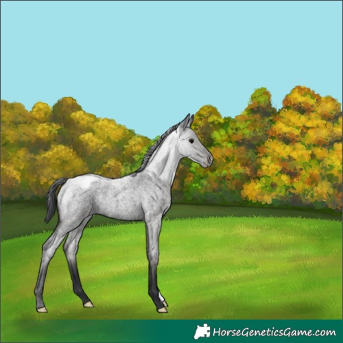 Horse Color:Blue Roan Appaloosa 