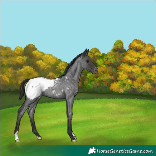 Horse Color:Blue Roan Appaloosa 