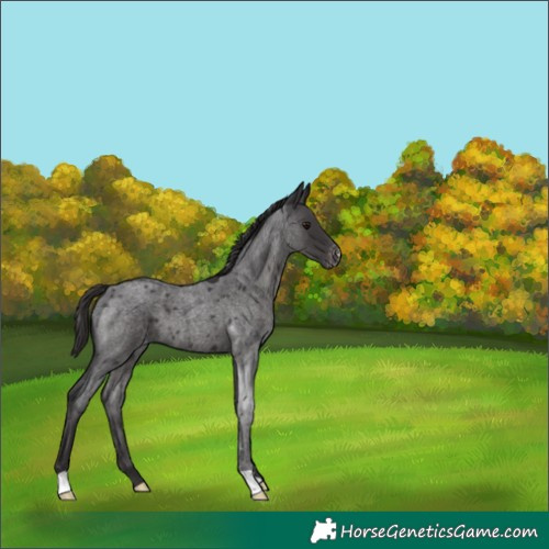 Horse Color:Smoky Blue Roan Varnish 