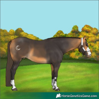 Horse Color:Buckskin 