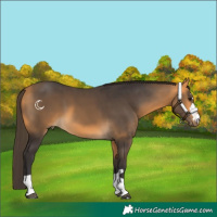 Horse Color:Buckskin 
